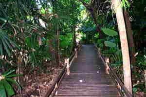 Brcke im Urwald